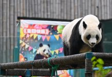 Cina: Tianjin, il panda gigante Xi Le festeggia 13 anni (1)