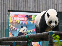 Cina: Tianjin, il panda gigante Xi Le festeggia 13 anni (1)
