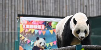 Cina: Tianjin, il panda gigante Xi Le festeggia 13 anni (1)