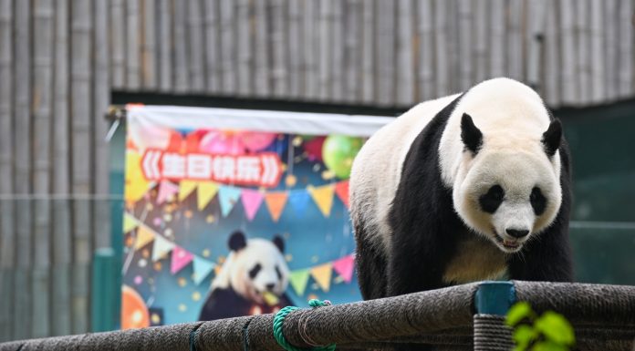 Cina: Tianjin, il panda gigante Xi Le festeggia 13 anni (1)