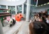 Cina: Tianjin, il panda gigante Xi Le festeggia 13 anni (2)