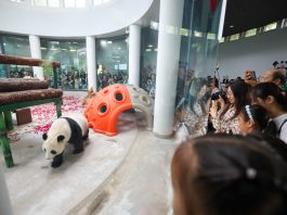 Cina: Tianjin, il panda gigante Xi Le festeggia 13 anni (2)