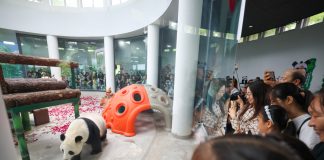 Cina: Tianjin, il panda gigante Xi Le festeggia 13 anni (2)