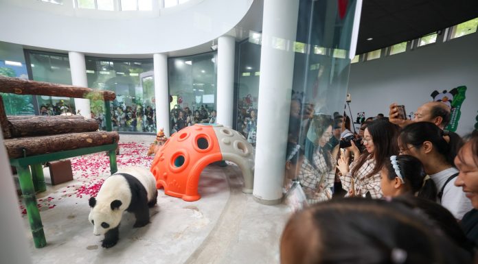 Cina: Tianjin, il panda gigante Xi Le festeggia 13 anni (2)