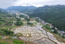 Cina: produzione estiva di cereali supera i 150 milioni di tonnellate