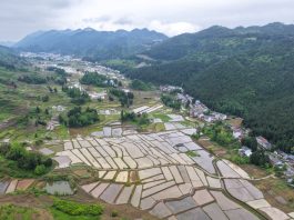 Cina: produzione estiva di cereali supera i 150 milioni di tonnellate