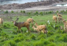 Cina: oltre 8.800 cervi milu nella riserva naturale di Dafeng (1)