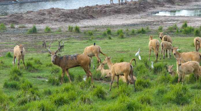 Cina: oltre 8.800 cervi milu nella riserva naturale di Dafeng (1)
