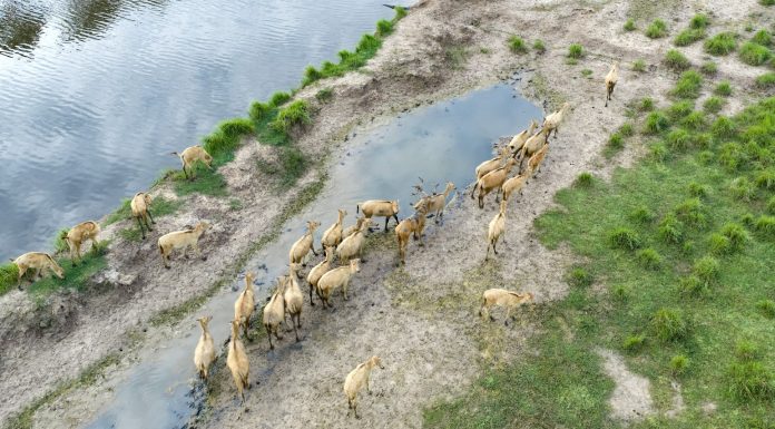 Cina: oltre 8.800 cervi milu nella riserva naturale di Dafeng (2)