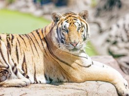 Cina: a Harbin iniziative per la Giornata internazionale della tigre (1)
