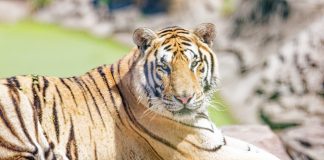 Cina: a Harbin iniziative per la Giornata internazionale della tigre (1)