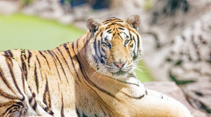 Cina: a Harbin iniziative per la Giornata internazionale della tigre (1)