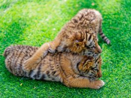 Cina: a Harbin iniziative per la Giornata internazionale della tigre (2)