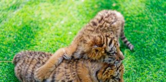 Cina: a Harbin iniziative per la Giornata internazionale della tigre (2)