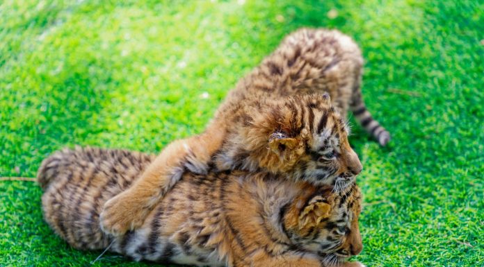 Cina: a Harbin iniziative per la Giornata internazionale della tigre (2)
