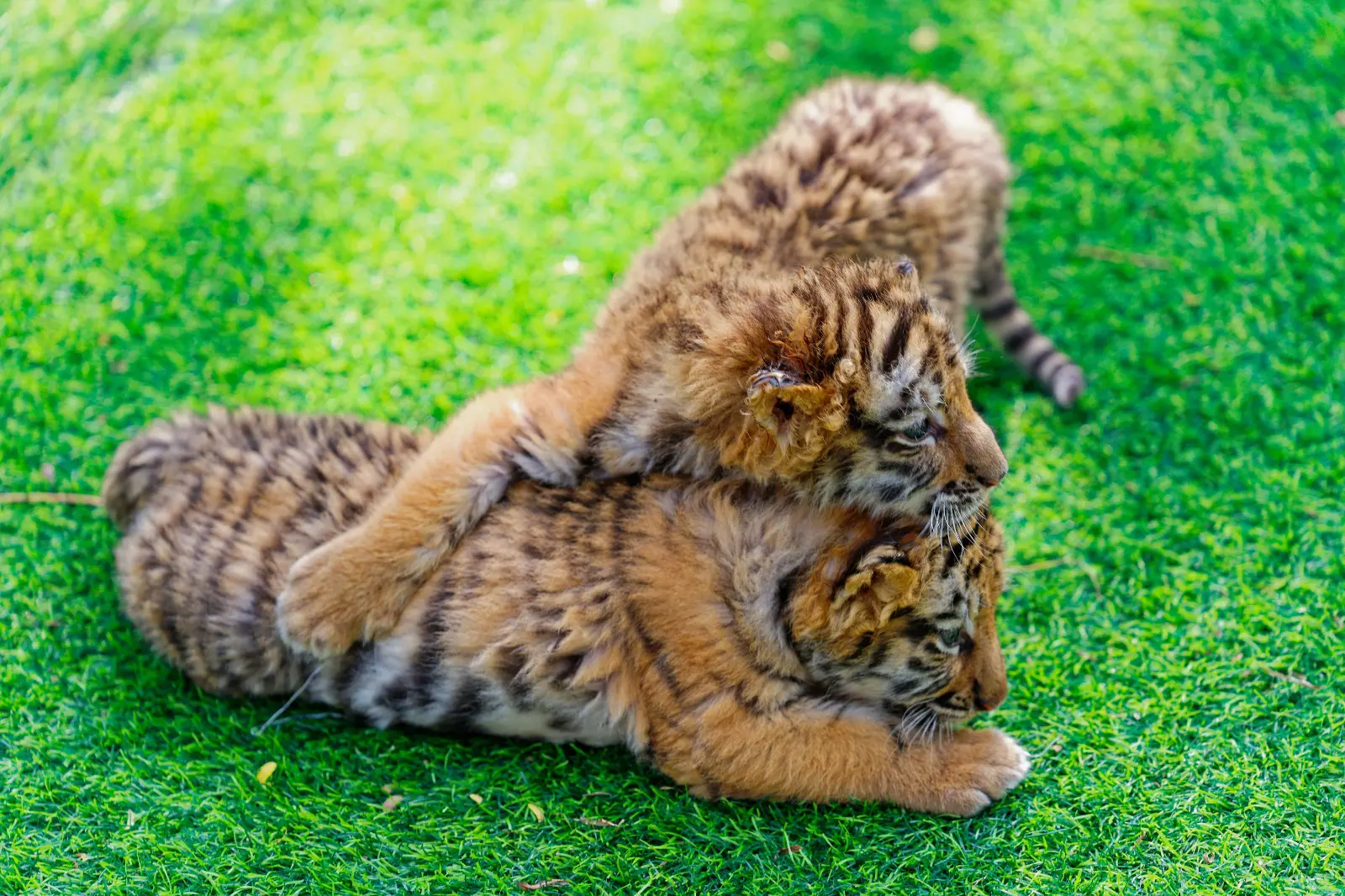 Cina: a Harbin iniziative per la Giornata internazionale della tigre (2)