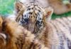 Cina: a Harbin iniziative per la Giornata internazionale della tigre (3)