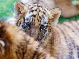 Cina: a Harbin iniziative per la Giornata internazionale della tigre (3)