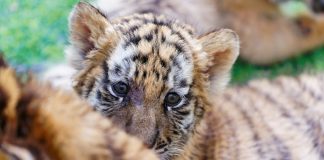 Cina: a Harbin iniziative per la Giornata internazionale della tigre (3)