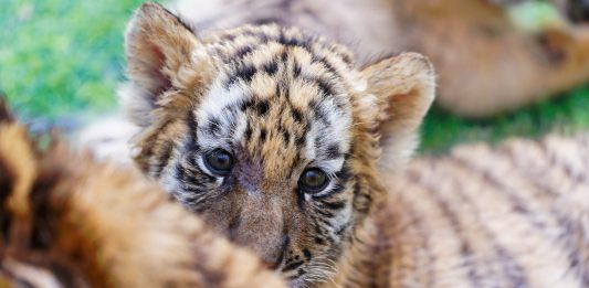 Cina: a Harbin iniziative per la Giornata internazionale della tigre (3)