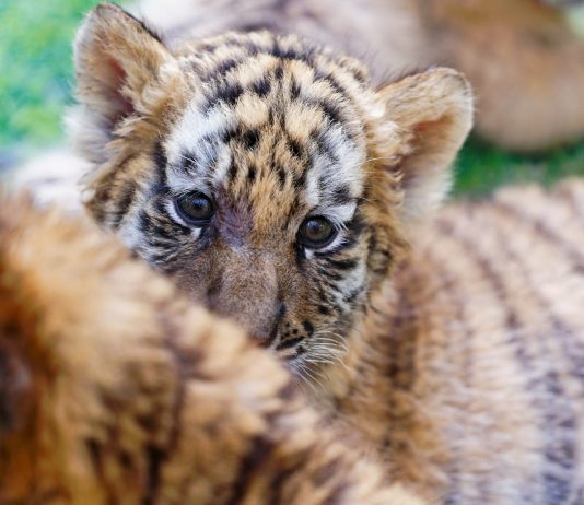Cina: a Harbin iniziative per la Giornata internazionale della tigre (3)