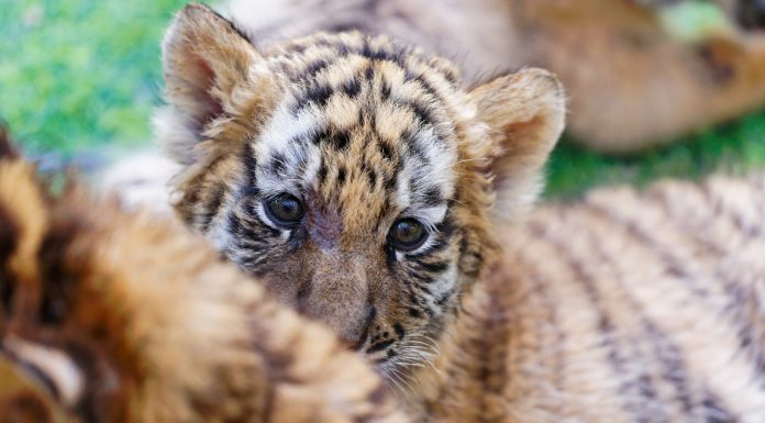 Cina: a Harbin iniziative per la Giornata internazionale della tigre (3)