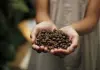 Quali sono le caratteristiche del caffè: si può bere tutti i giorni? caffè