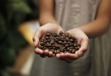 Quali sono le caratteristiche del caffè: si può bere tutti i giorni? caffè