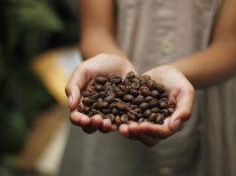 Quali sono le caratteristiche del caffè: si può bere tutti i giorni? caffè