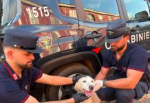Abbandona cucciolo di cane tra i rifiuti nella periferia di Giugliano, individuato dalle telecamere