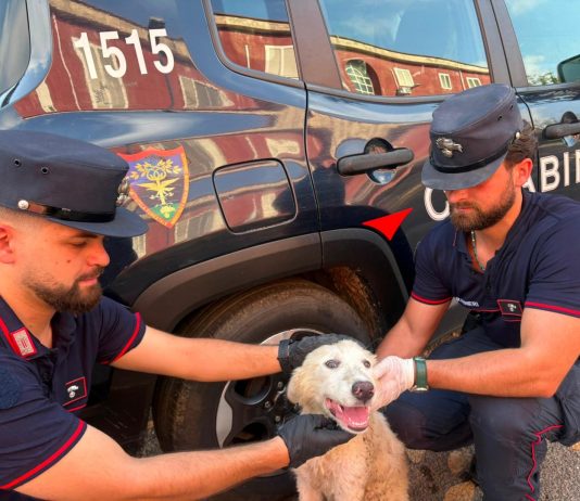 Abbandona cucciolo di cane tra i rifiuti nella periferia di Giugliano, individuato dalle telecamere