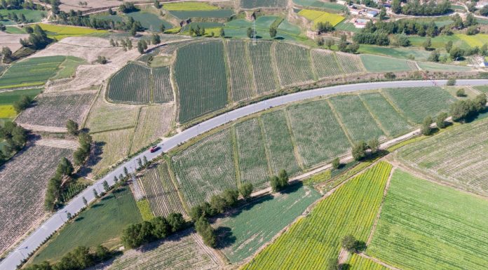 Cina: ortaggi da clima freddo coltivati nel Qinghai (1)