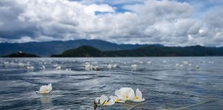 Cina: tutela ecologica e turismo in crescita al lago Lugu (1)