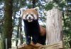 Cina: i panda rossi Tian Tian e Le Le debuttano allo zoo di Taipei (1)