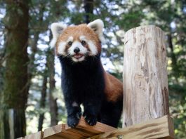 Cina: i panda rossi Tian Tian e Le Le debuttano allo zoo di Taipei (1)