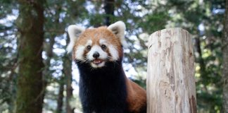 Cina: i panda rossi Tian Tian e Le Le debuttano allo zoo di Taipei (1)