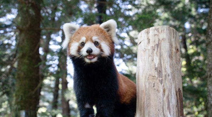 Cina: i panda rossi Tian Tian e Le Le debuttano allo zoo di Taipei (1)