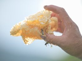 Cina: contea di Raohe promuove settore delle api nere attirando imprese (1)