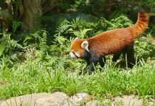 Cina: i panda rossi Tian Tian e Le Le debuttano allo zoo di Taipei (2)