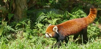 Cina: i panda rossi Tian Tian e Le Le debuttano allo zoo di Taipei (2)