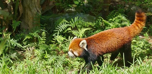 Cina: i panda rossi Tian Tian e Le Le debuttano allo zoo di Taipei (2)