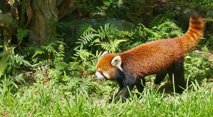 Cina: i panda rossi Tian Tian e Le Le debuttano allo zoo di Taipei (2)