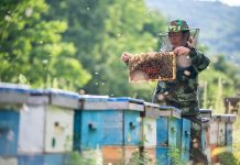 Cina: contea di Raohe promuove settore delle api nere attirando imprese (2)