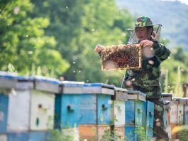 Cina: contea di Raohe promuove settore delle api nere attirando imprese (2)