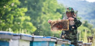Cina: contea di Raohe promuove settore delle api nere attirando imprese (2)