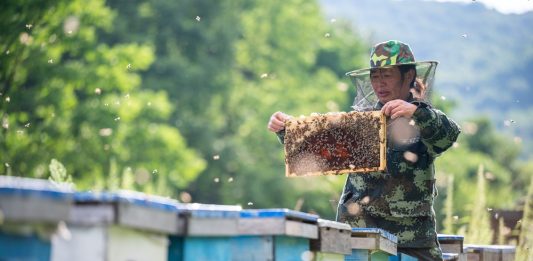 Cina: contea di Raohe promuove settore delle api nere attirando imprese (2)