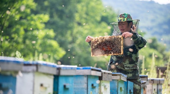 Cina: contea di Raohe promuove settore delle api nere attirando imprese (2)
