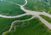 Cina: a Shankou riserva naturale protegge l’ecosistema delle mangrovie (1)