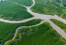 Cina: a Shankou riserva naturale protegge l’ecosistema delle mangrovie (1)