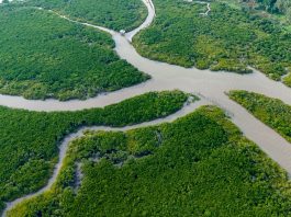 Cina: a Shankou riserva naturale protegge l’ecosistema delle mangrovie (1)